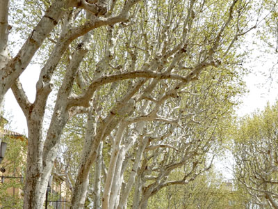 Aix walk