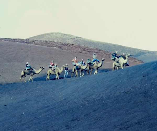Camel