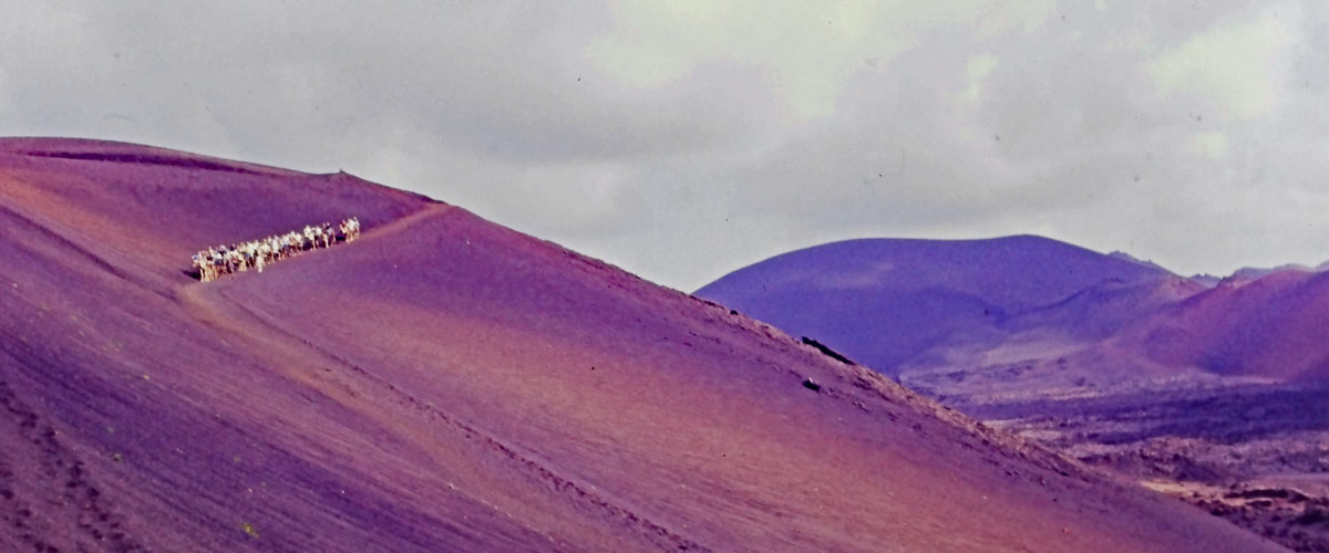 Terrain