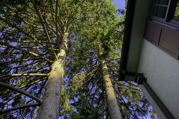 Trees