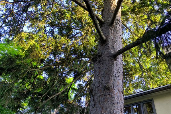 Trees