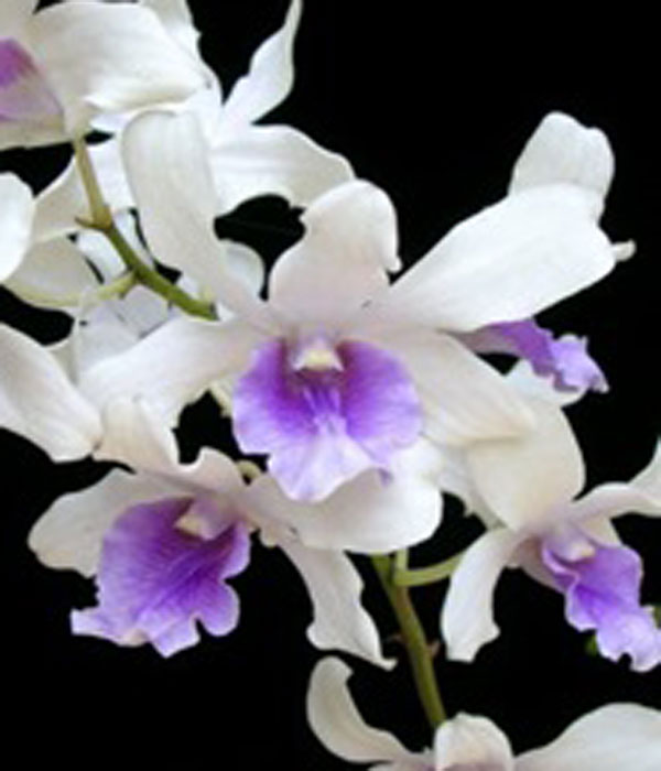 Orchid