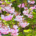 Cherry blossoms