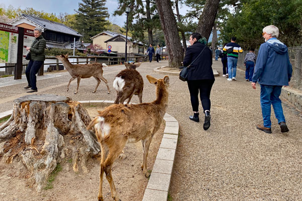 Nara Park