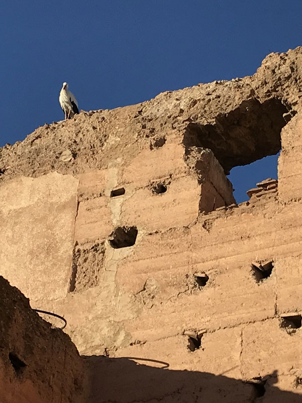Stork