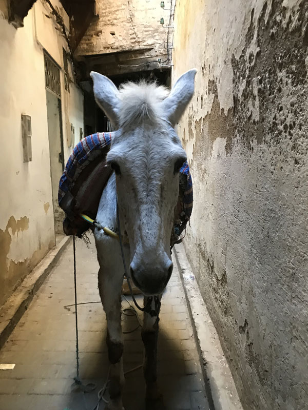 Mule in the medina
