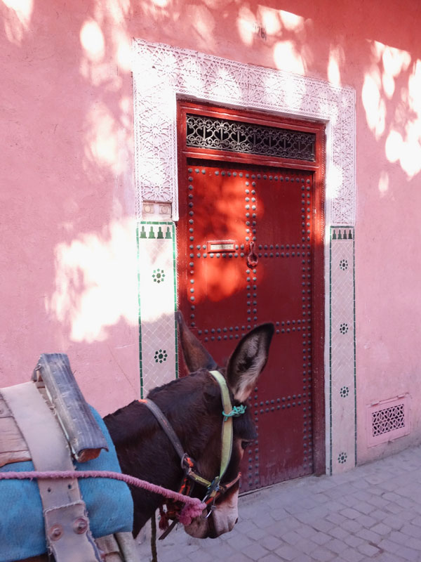 Donkey