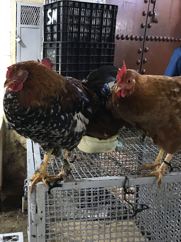 Rooster in the medina