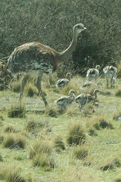 Rhea bird with chicks