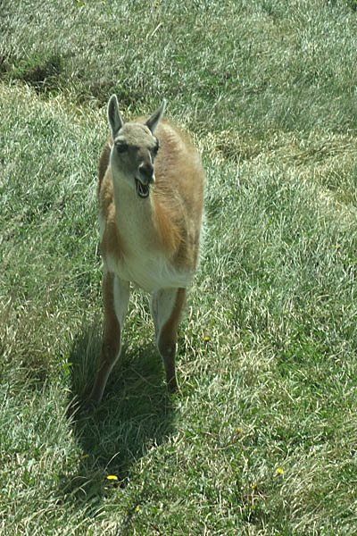 Guanaco