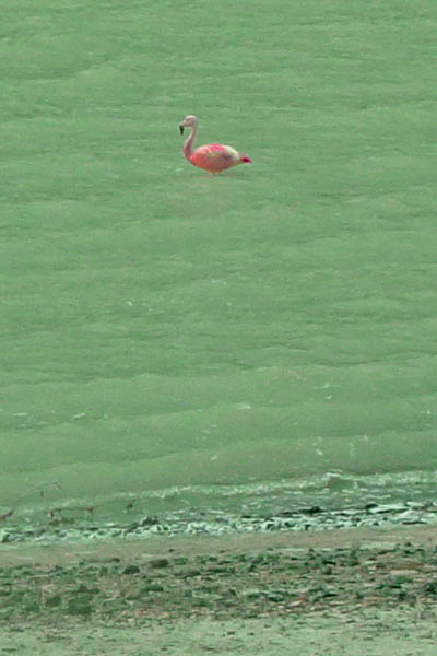 Flamingo