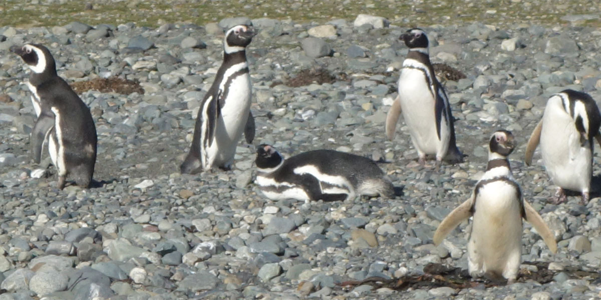 Magdalena Island
