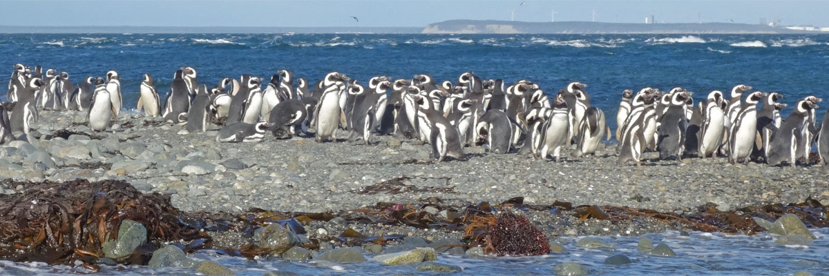 Penguin colony