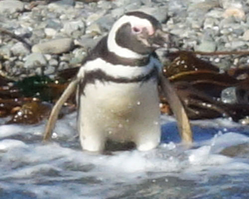 Penguin swimming