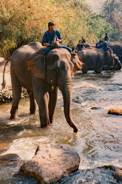 Elephants