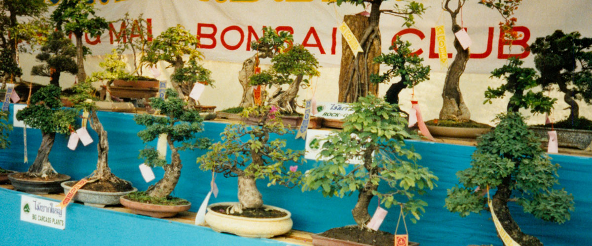 Bonsai
