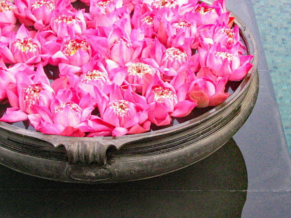 Lotus blossoms