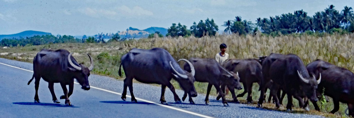 Water buffalo