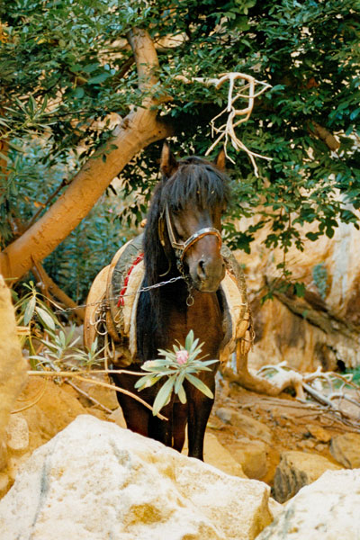 Horse
